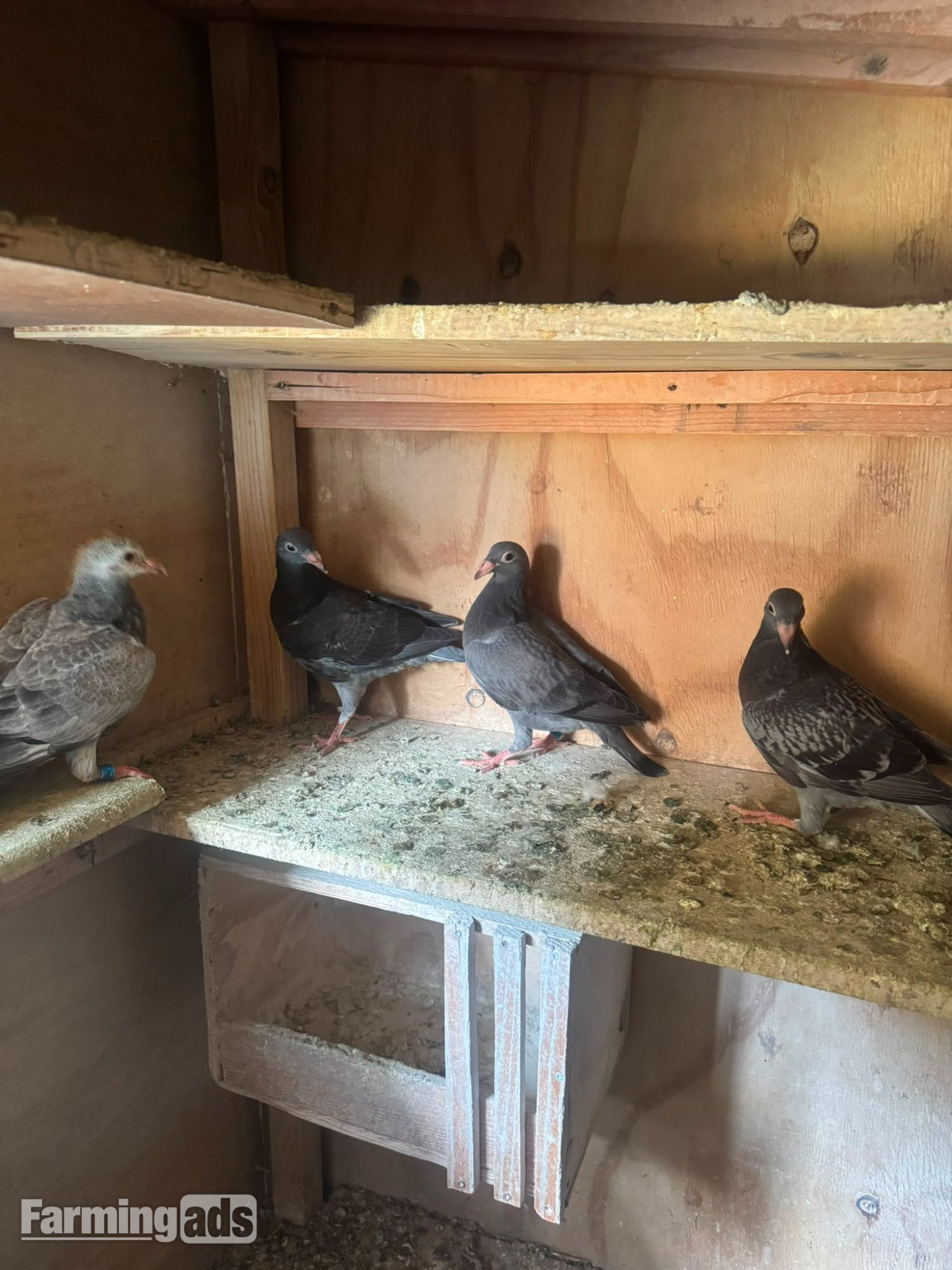 Racing pigeons for sale 