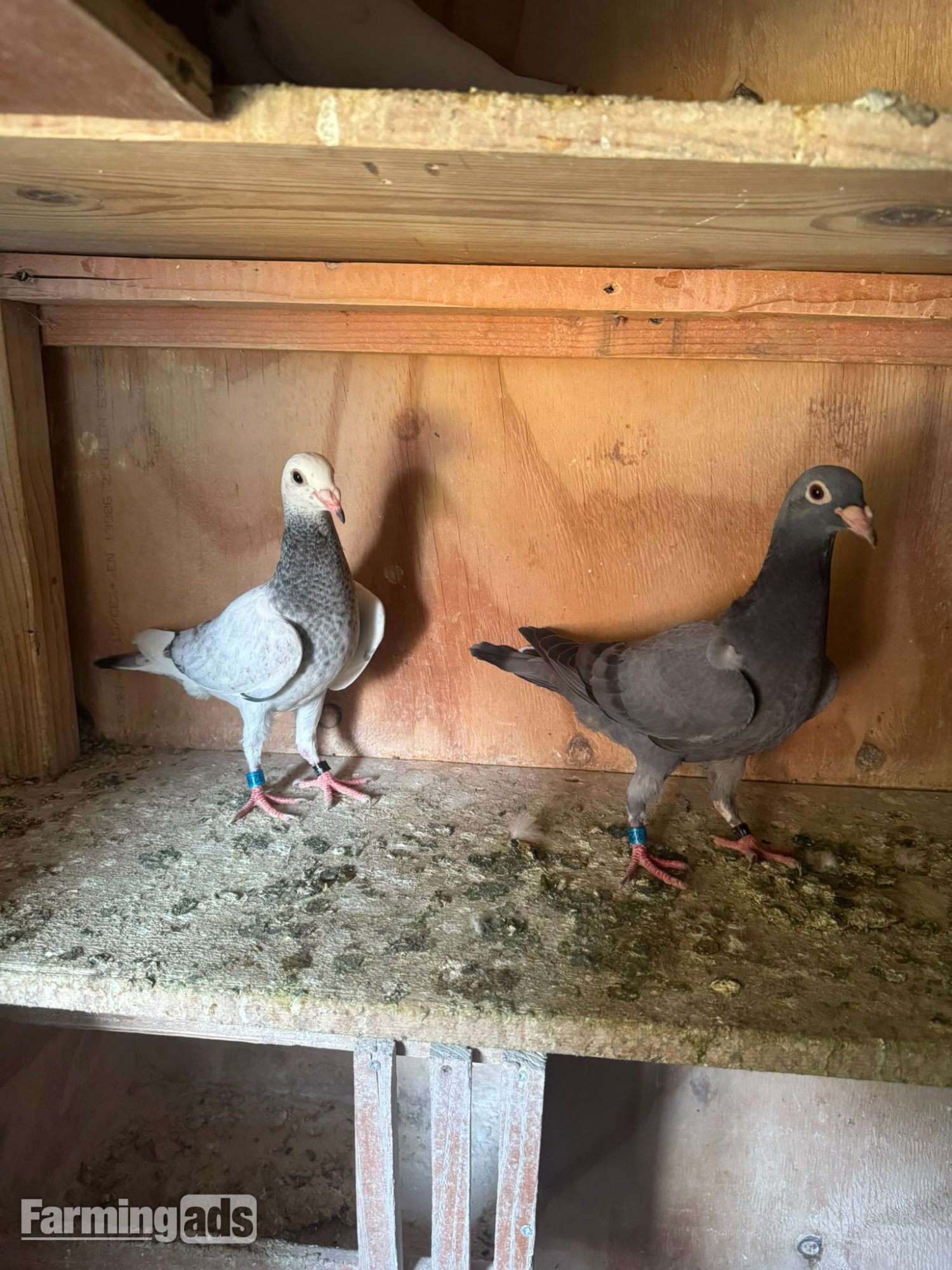  Racing pigeons for sale 