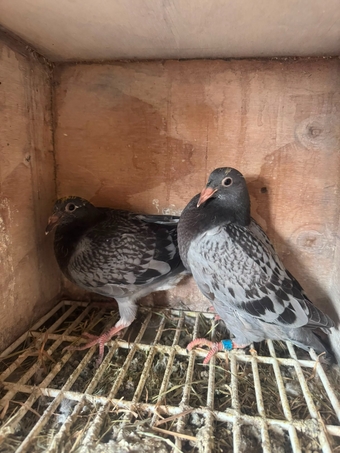 Racing pigeons for sale 