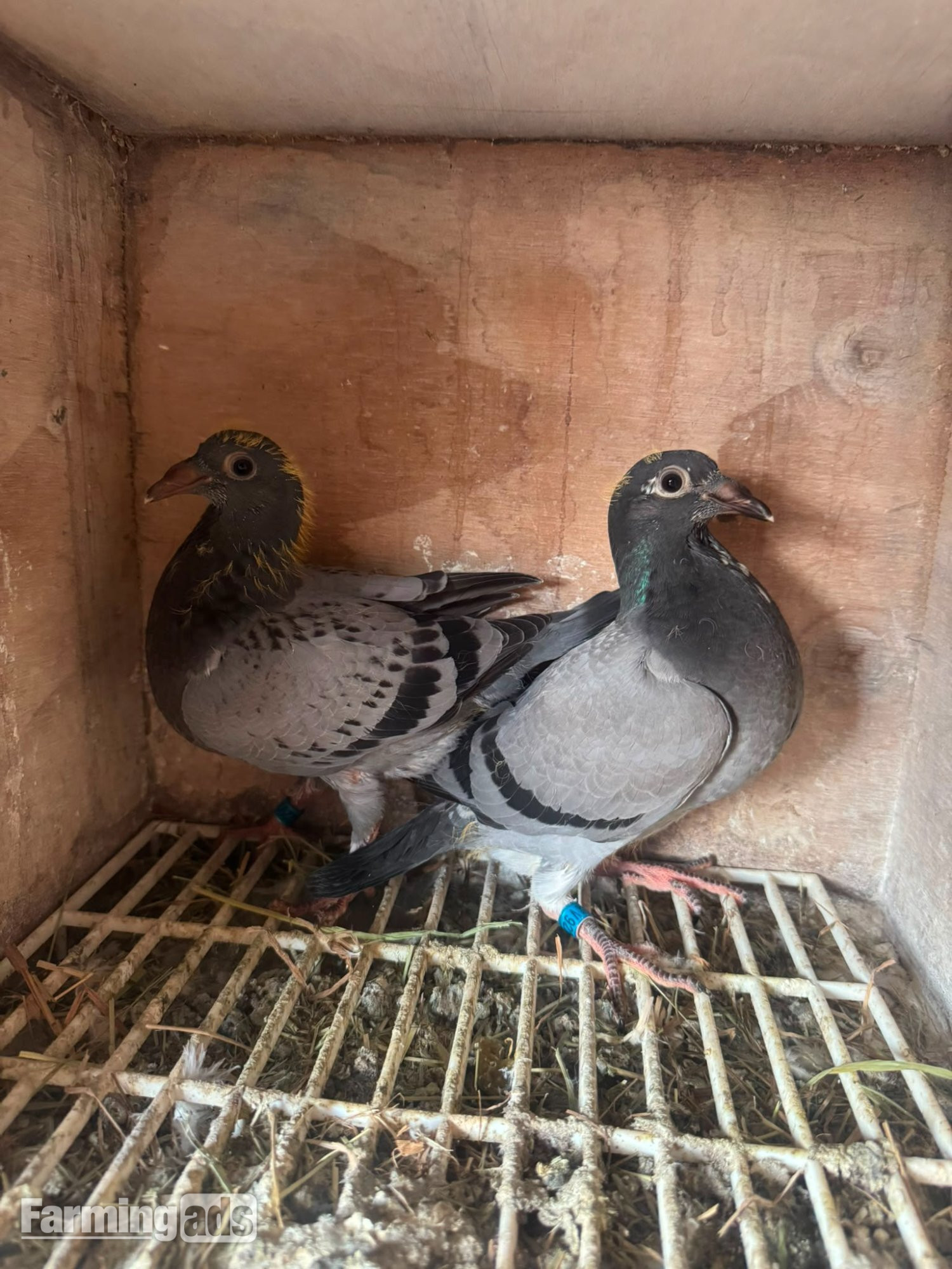 Racing pigeons for sale  - {CATEGORY}