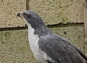 Female Black Sparrowhawk 