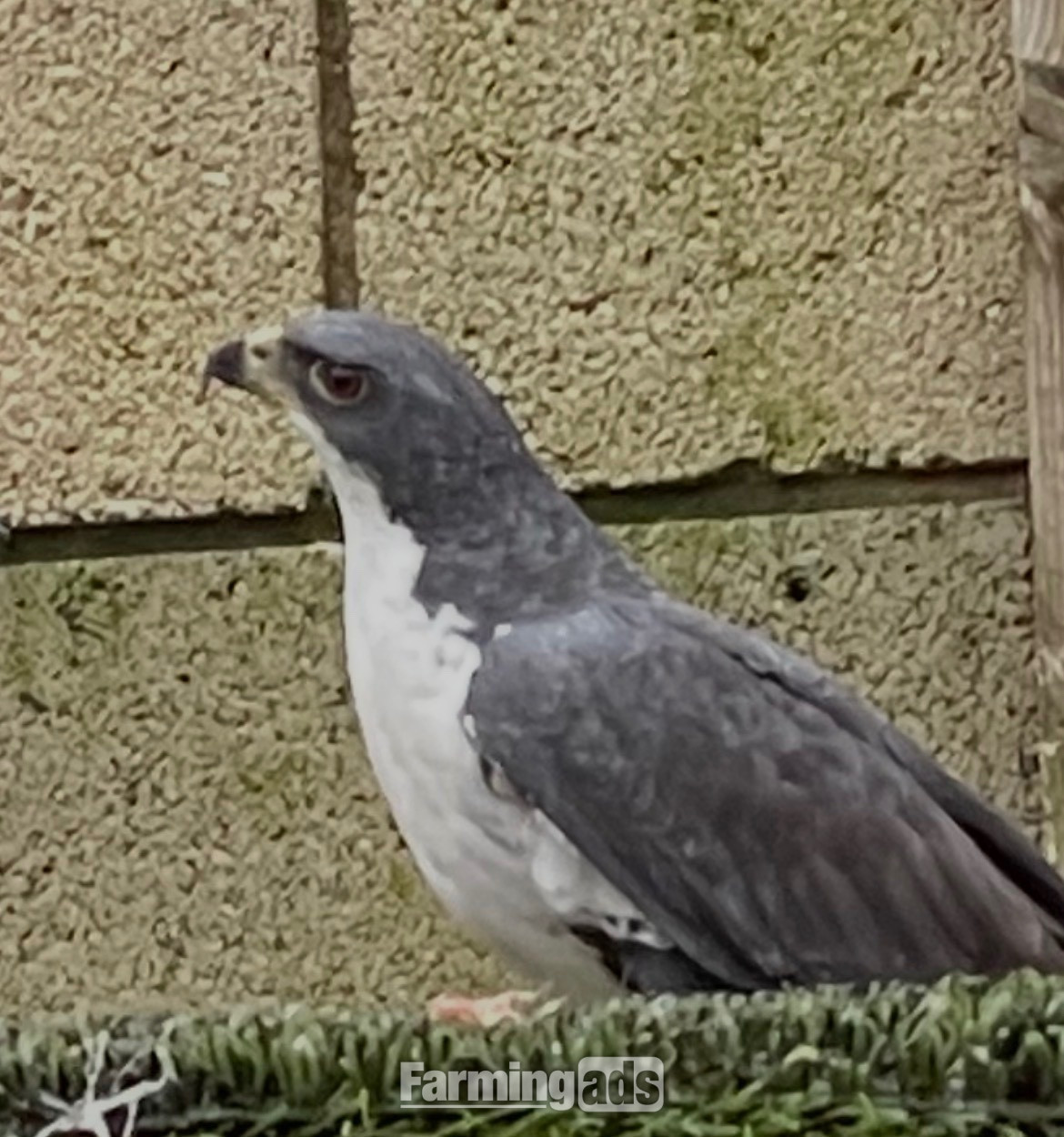 Female Black Sparrowhawk 