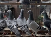 Racing pigeons for sale 