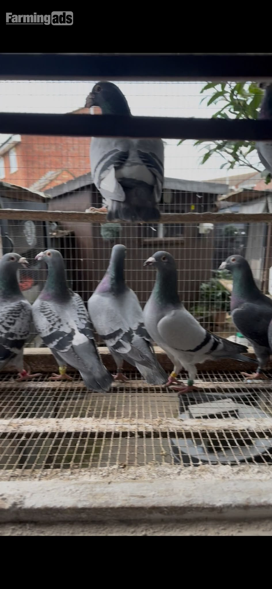 Racing pigeons for sale 