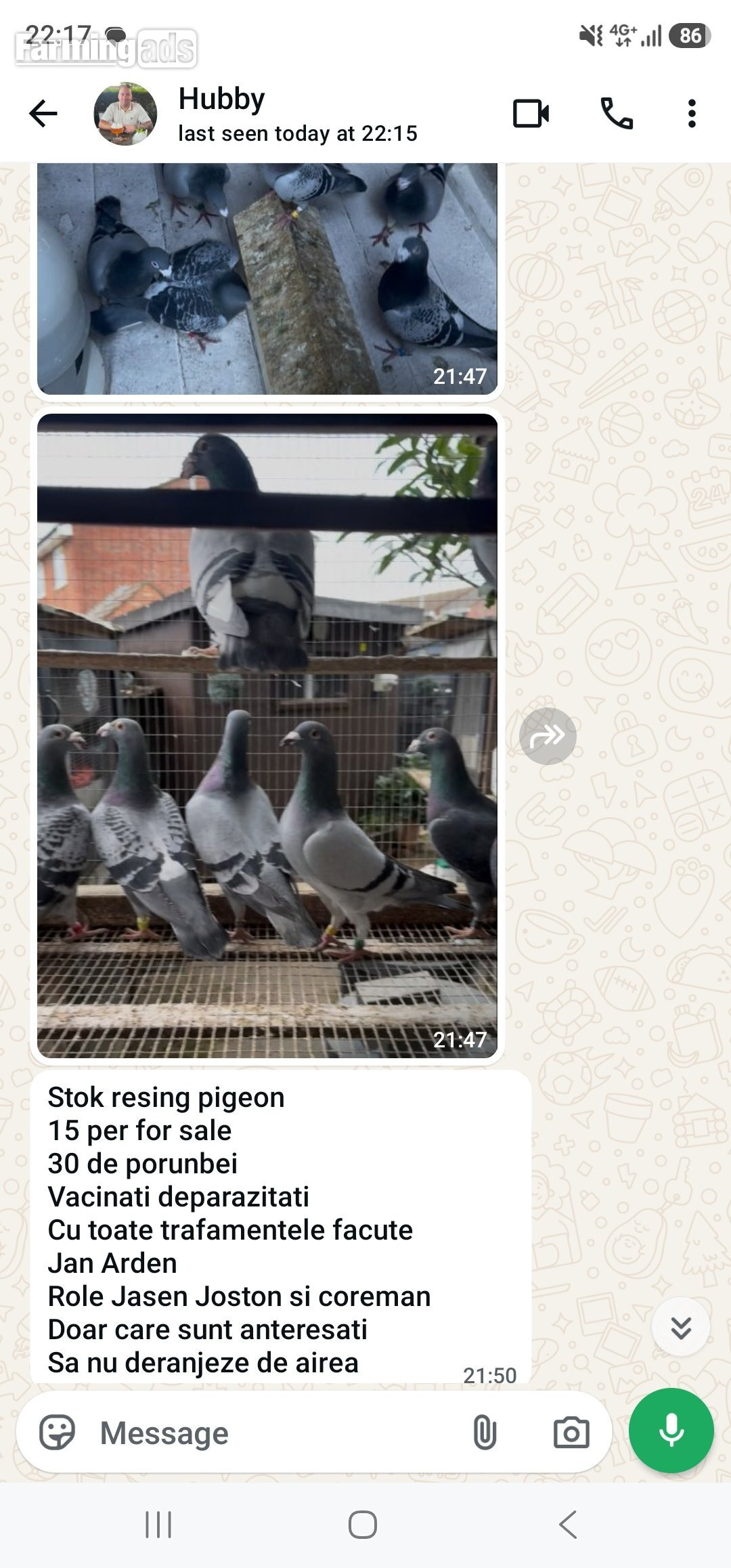 Racing pigeons for sale 
