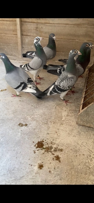 Racing pigeons for sale 