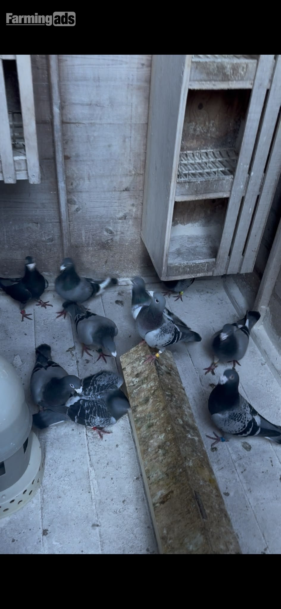  Racing pigeons for sale 