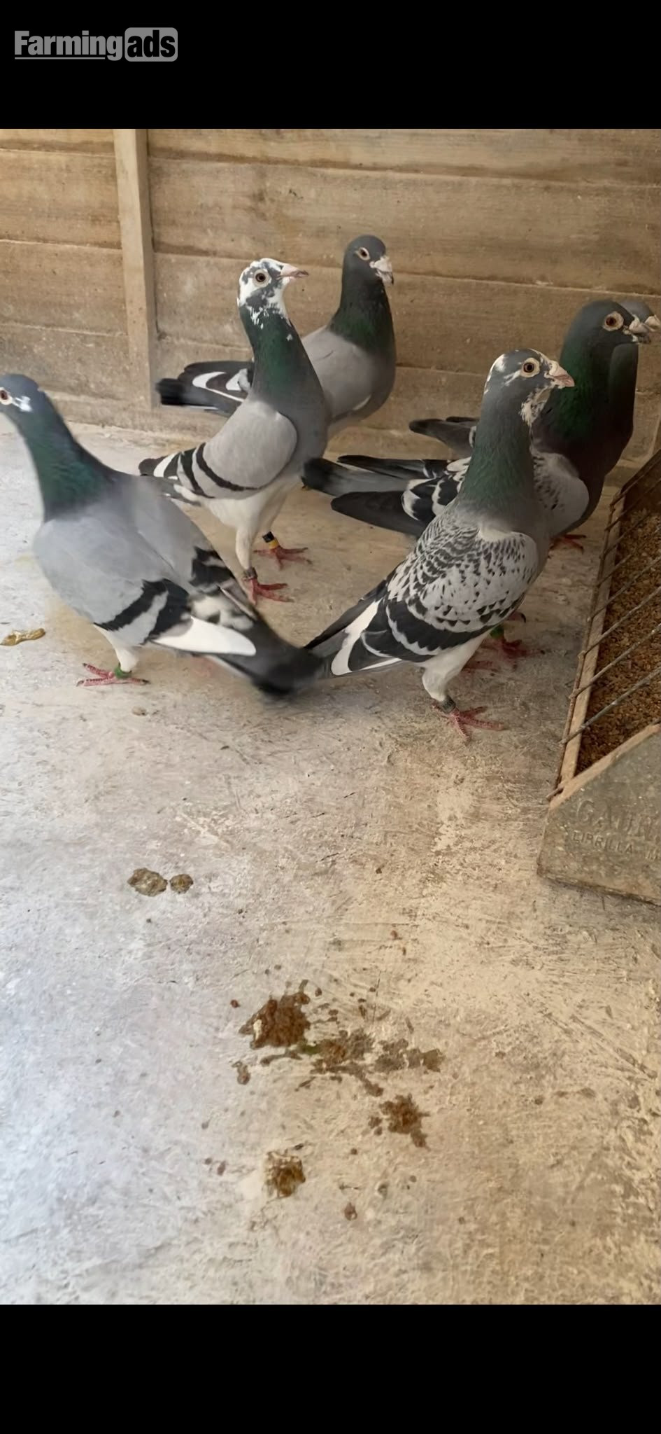 Racing pigeons for sale  - {CATEGORY}
