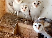 HAND RARED BARN OWLS! We have 5 owlets all with A10 certs 