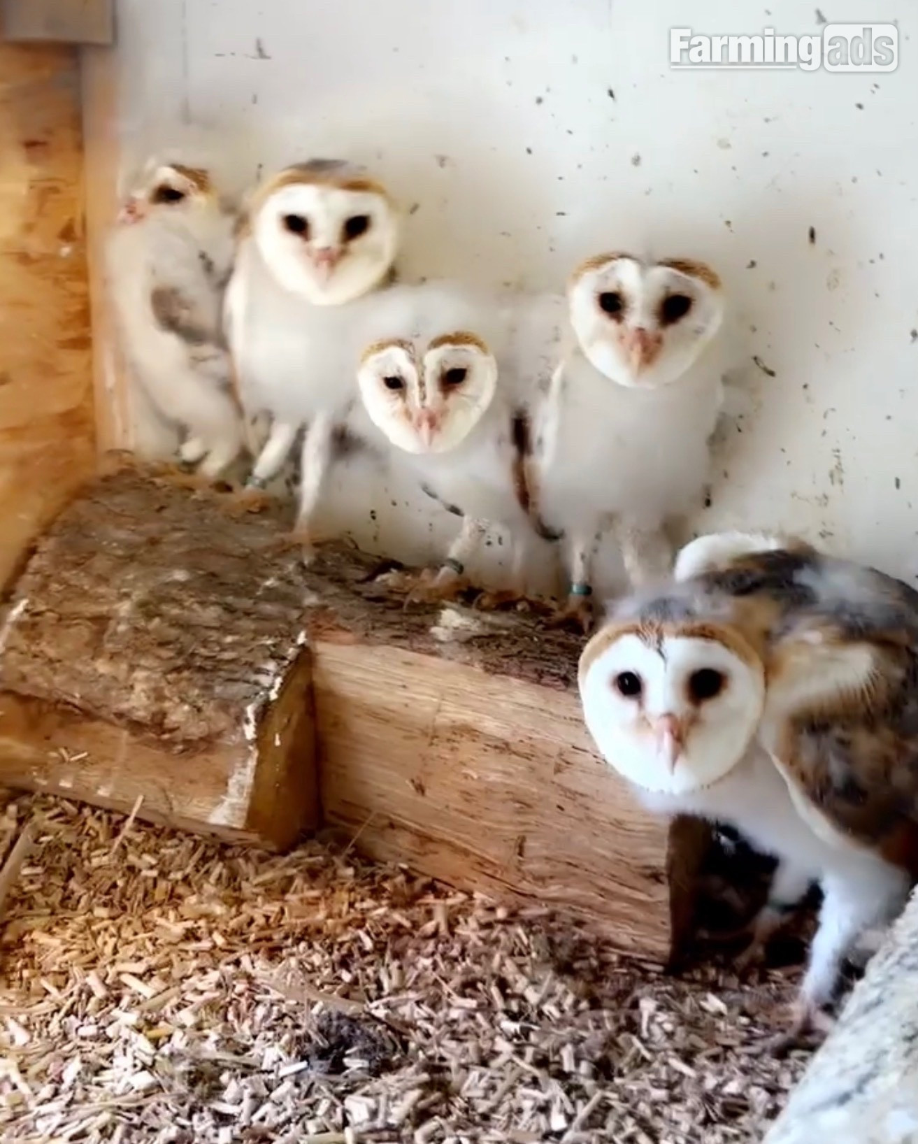 HAND RARED BARN OWLS! We have 5 owlets all with A10 certs 