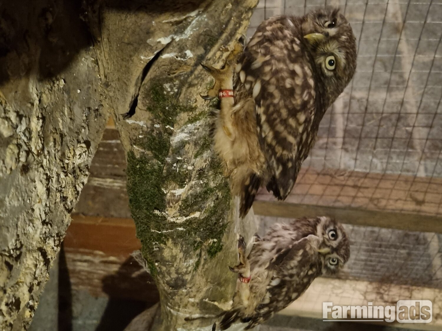 Little owls for sale.breeding pair and males/females. 