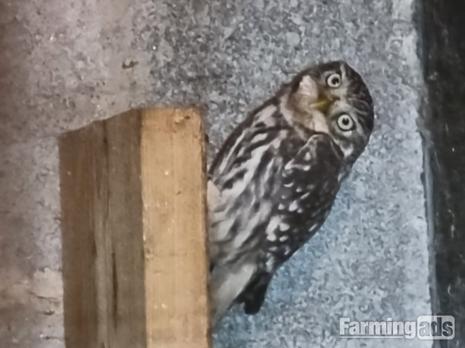 Little owls for sale.breeding pair and males/females. 
