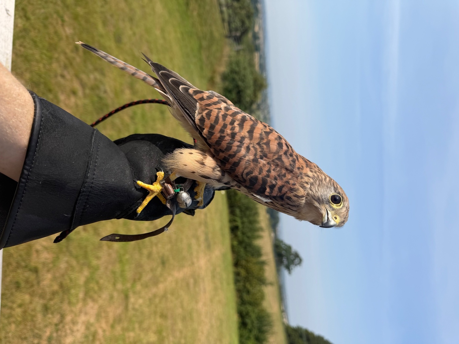 Common Kestrel (Falco tinnunculus)