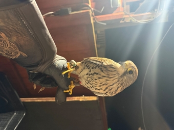 Common Kestrel (Falco tinnunculus)