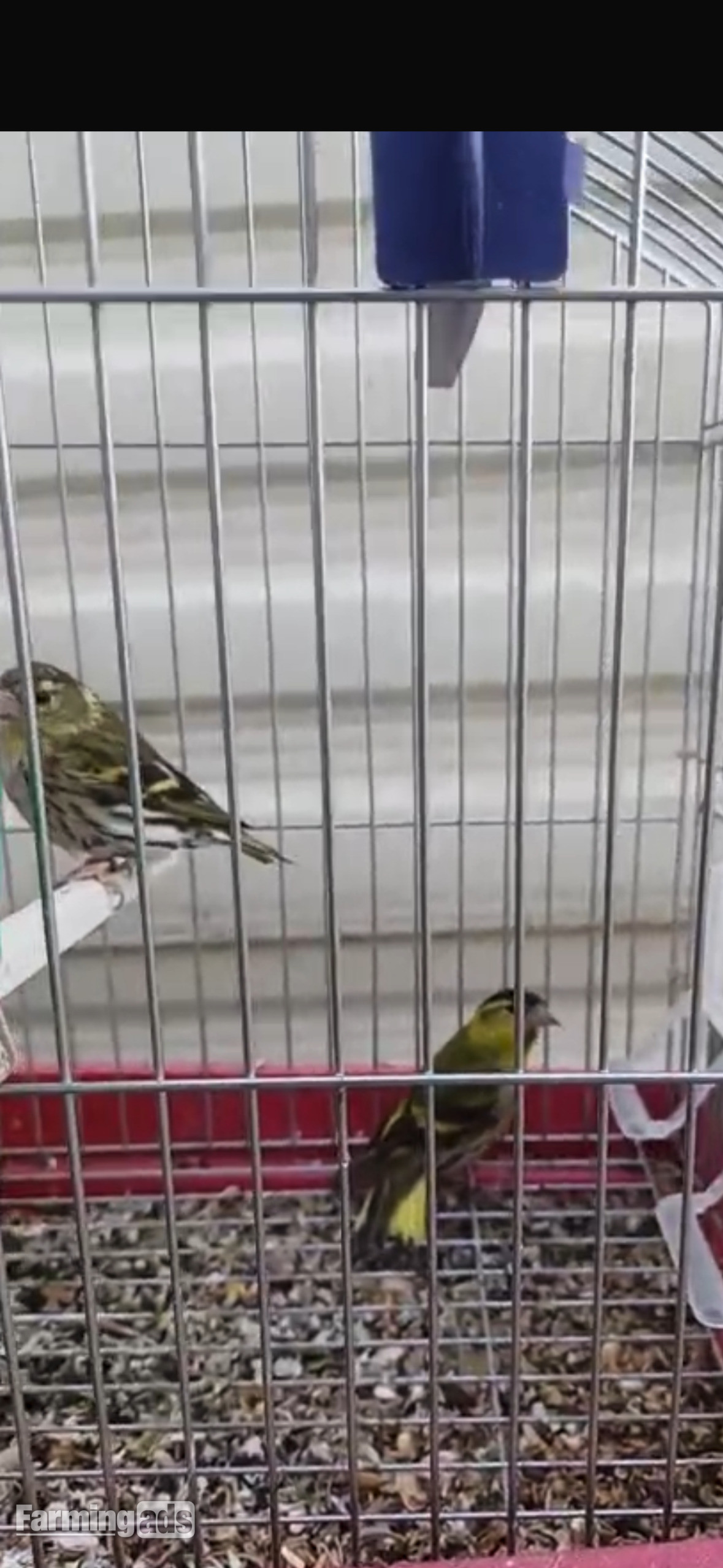 Siskins for sale 
