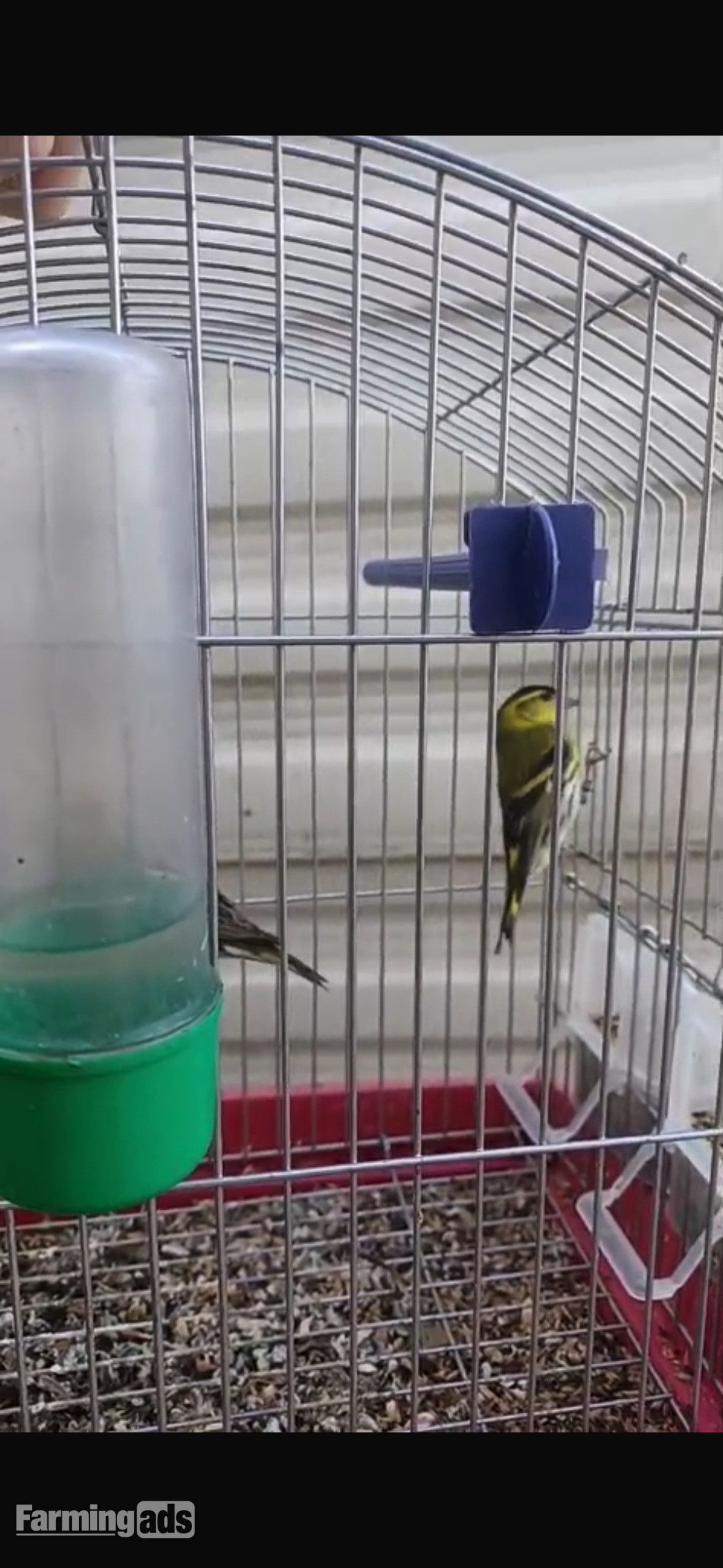  Siskins for sale 