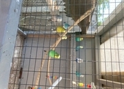 Five pair mixed colours, 1-2 years old, Genuine reason for sale,