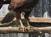 2026 perent reared Harris hawks
