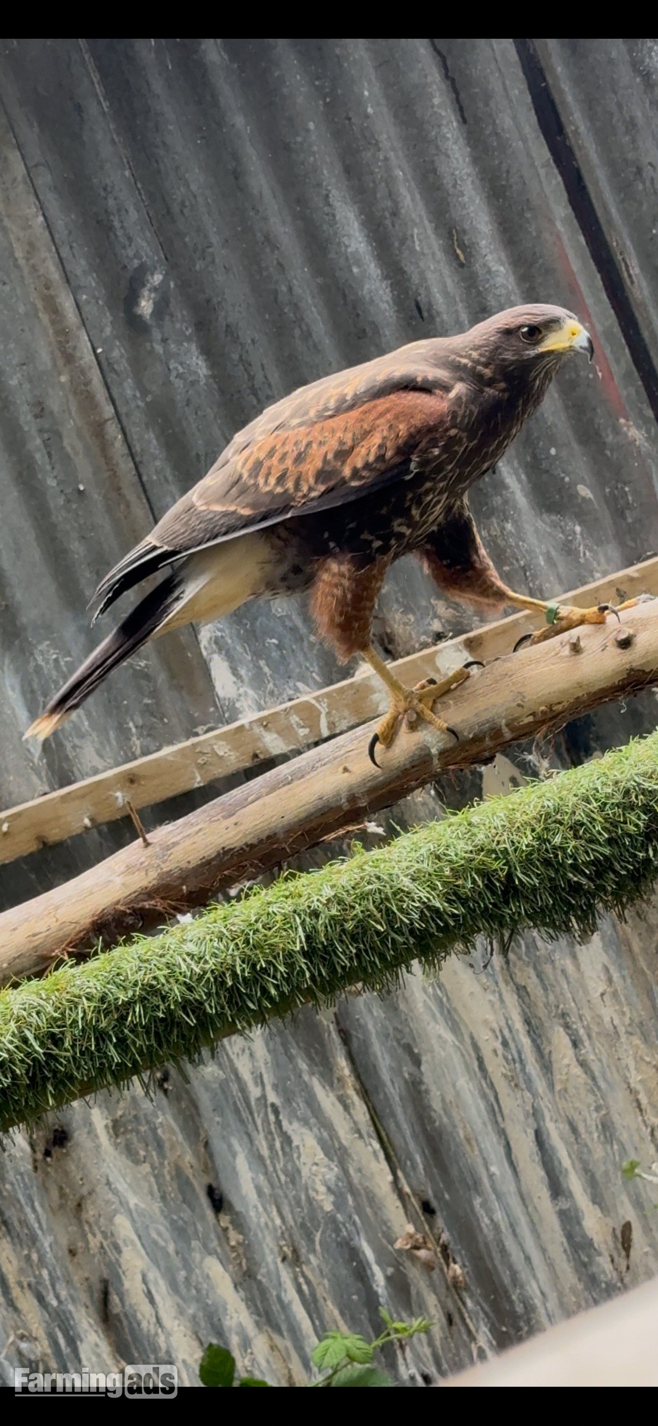 2026 perent reared Harris hawks