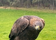 Female golden eagle 