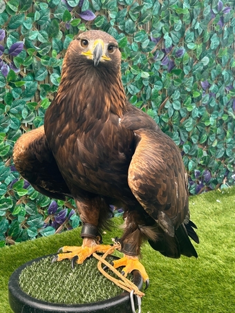 Female golden eagle 