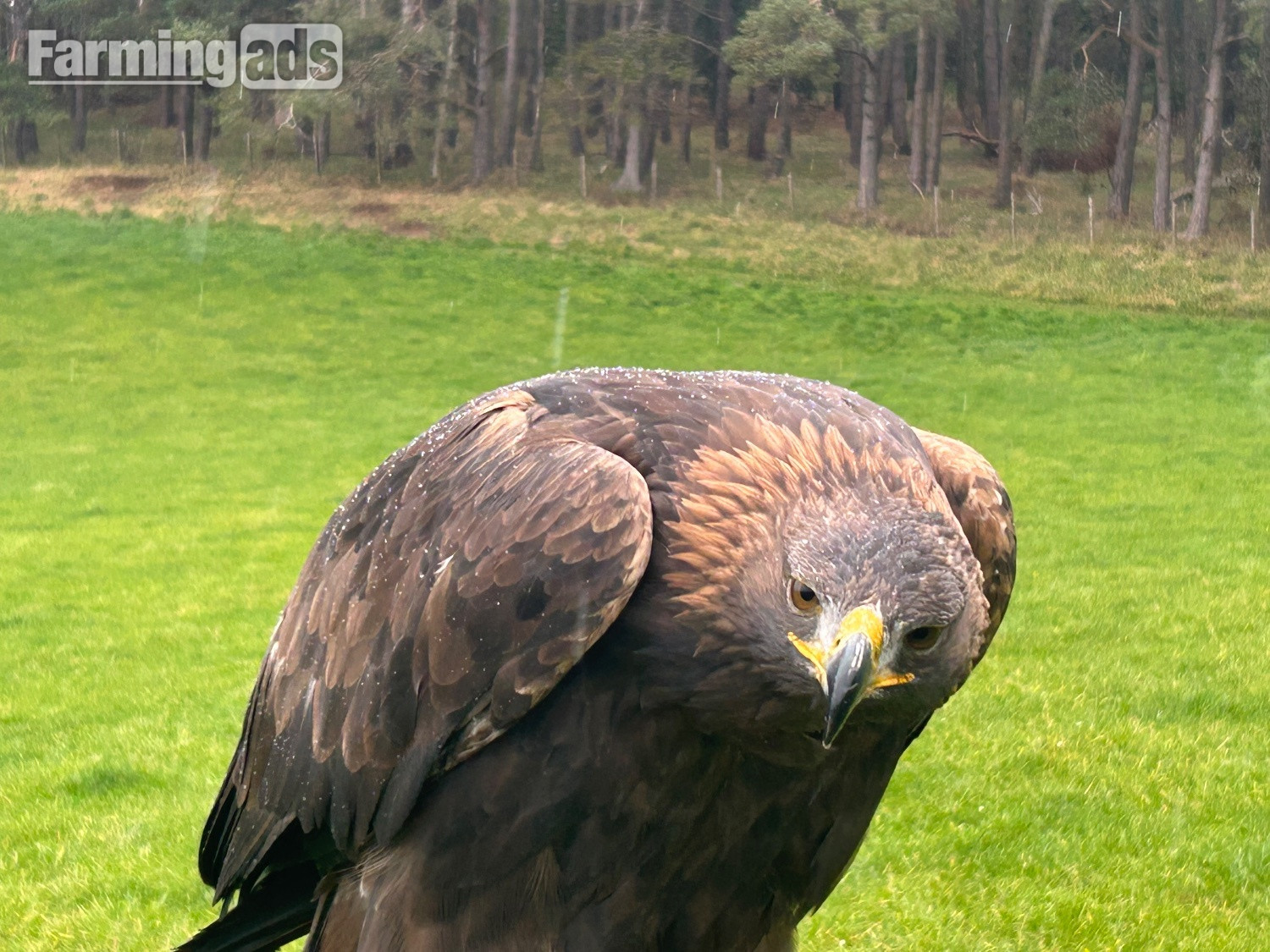 Female golden eagle 