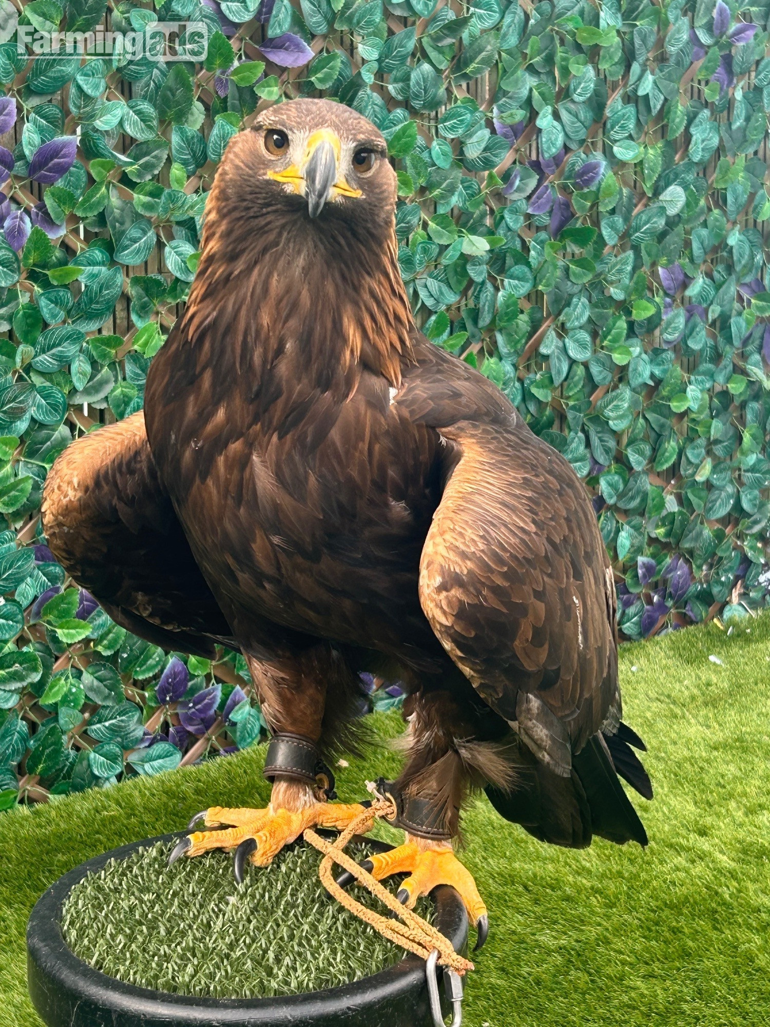 Female golden eagle 