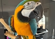 Blue and gold Macaw
