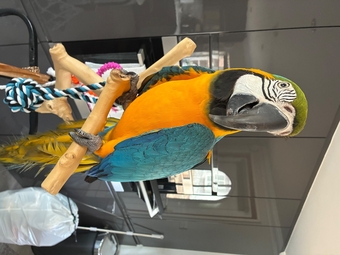 Blue and gold Macaw