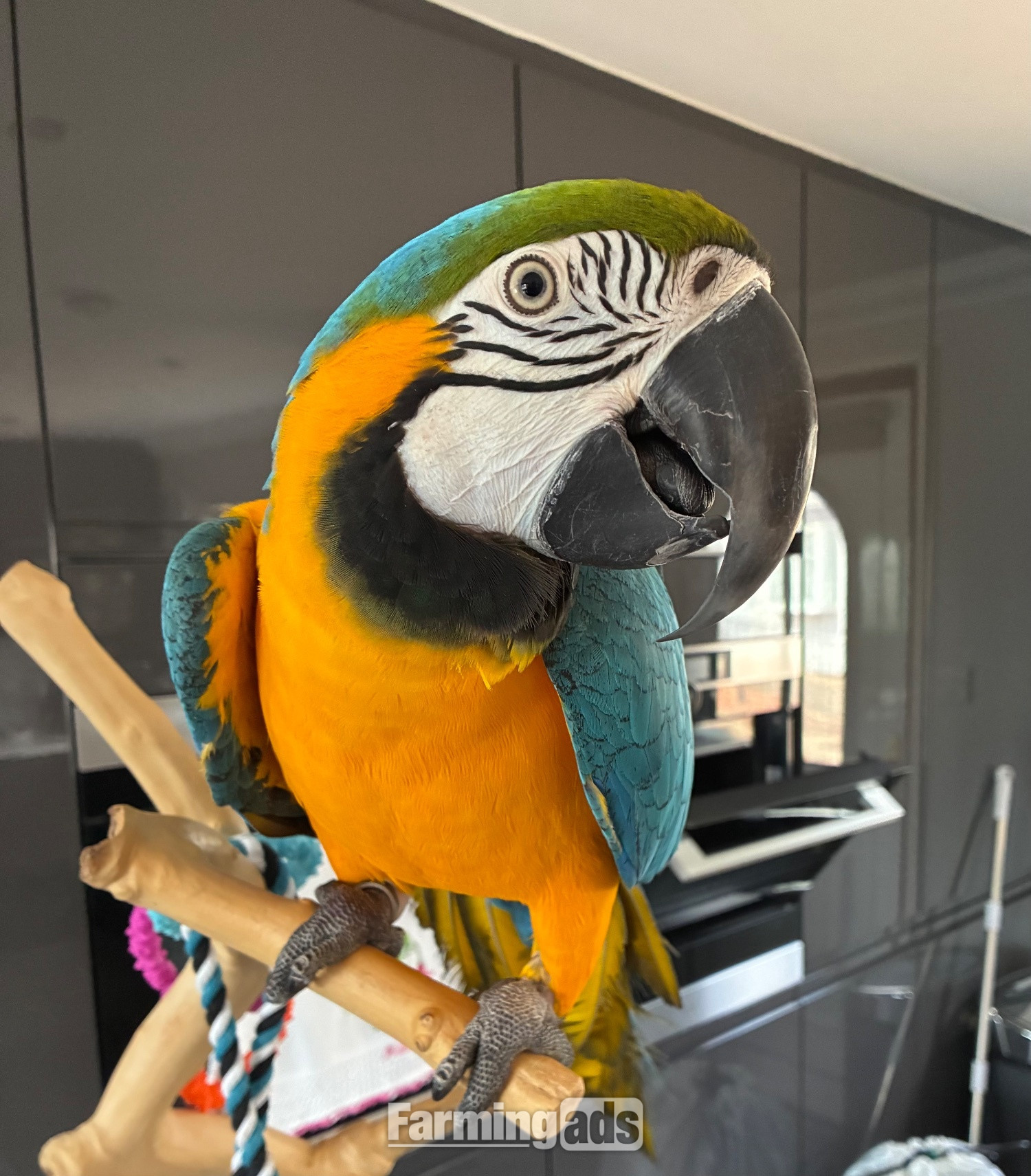 Blue and gold Macaw