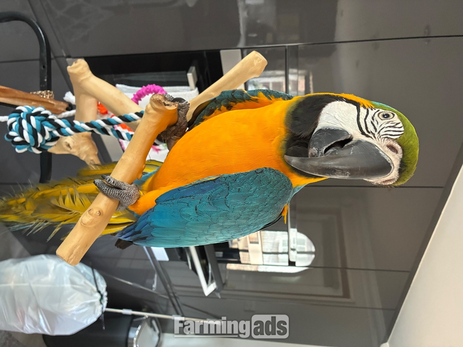 Blue and gold Macaw