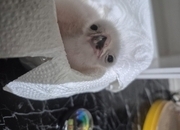 3 quarter albidus goshawk and 50x50 albidus chick's for sale ready early June 