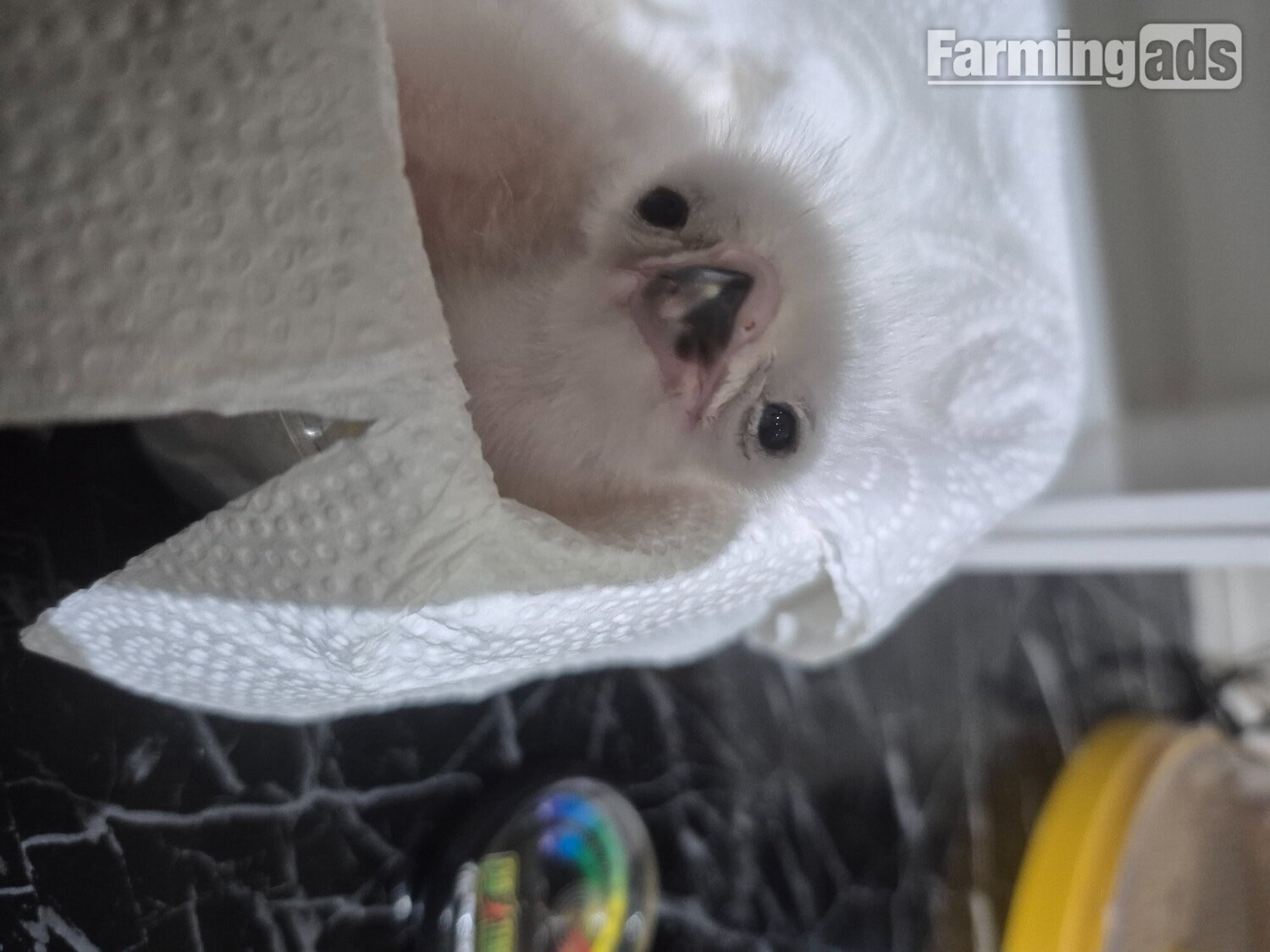 3 quarter albidus goshawk and 50x50 albidus chick's for sale ready early June 
