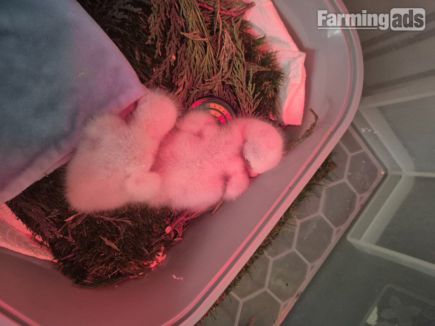 3 quarter albidus goshawk and 50x50 albidus chick's for sale ready early June 