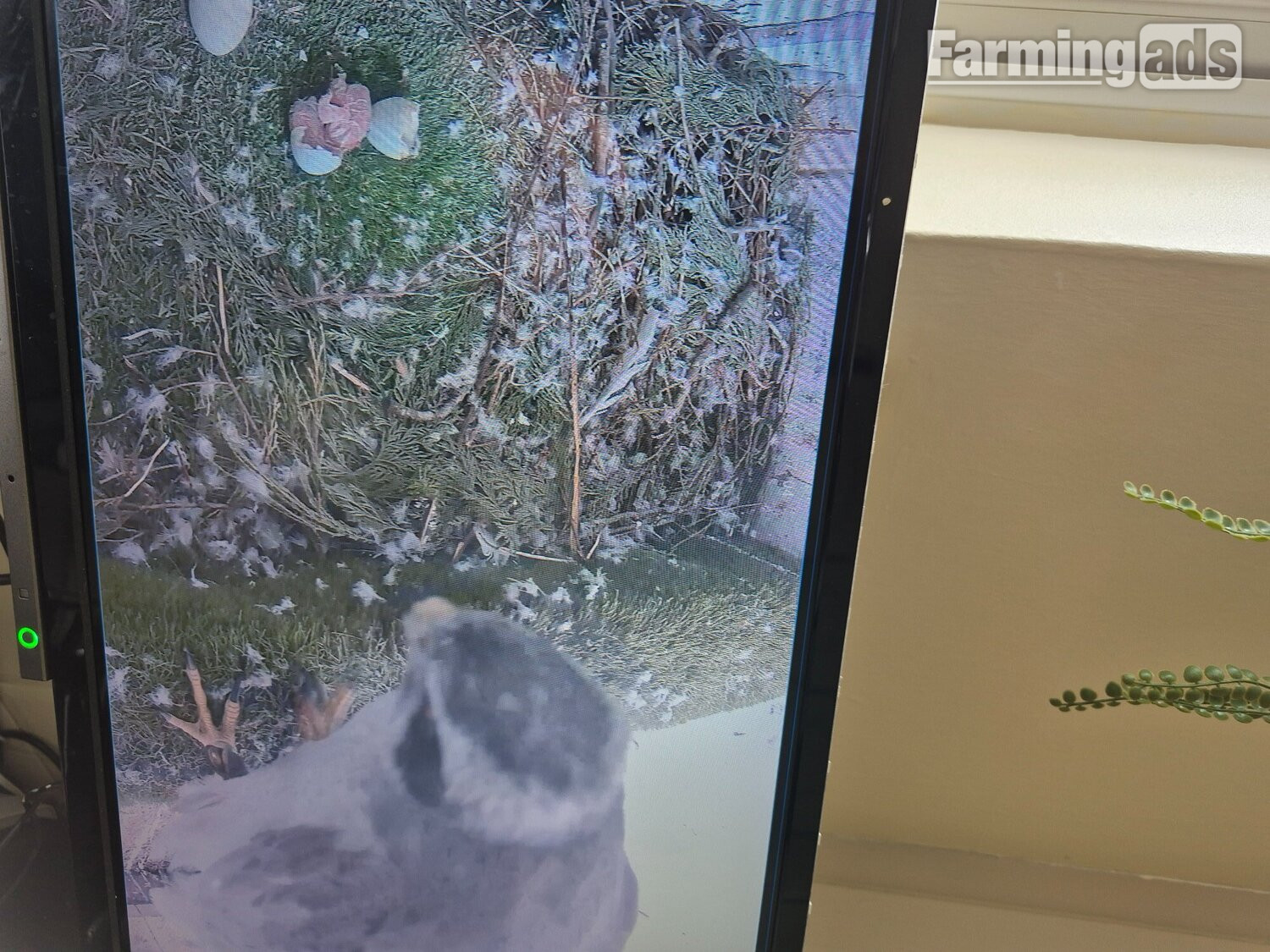  3 quarter albidus goshawk and 50x50 albidus chick's for sale ready early June 