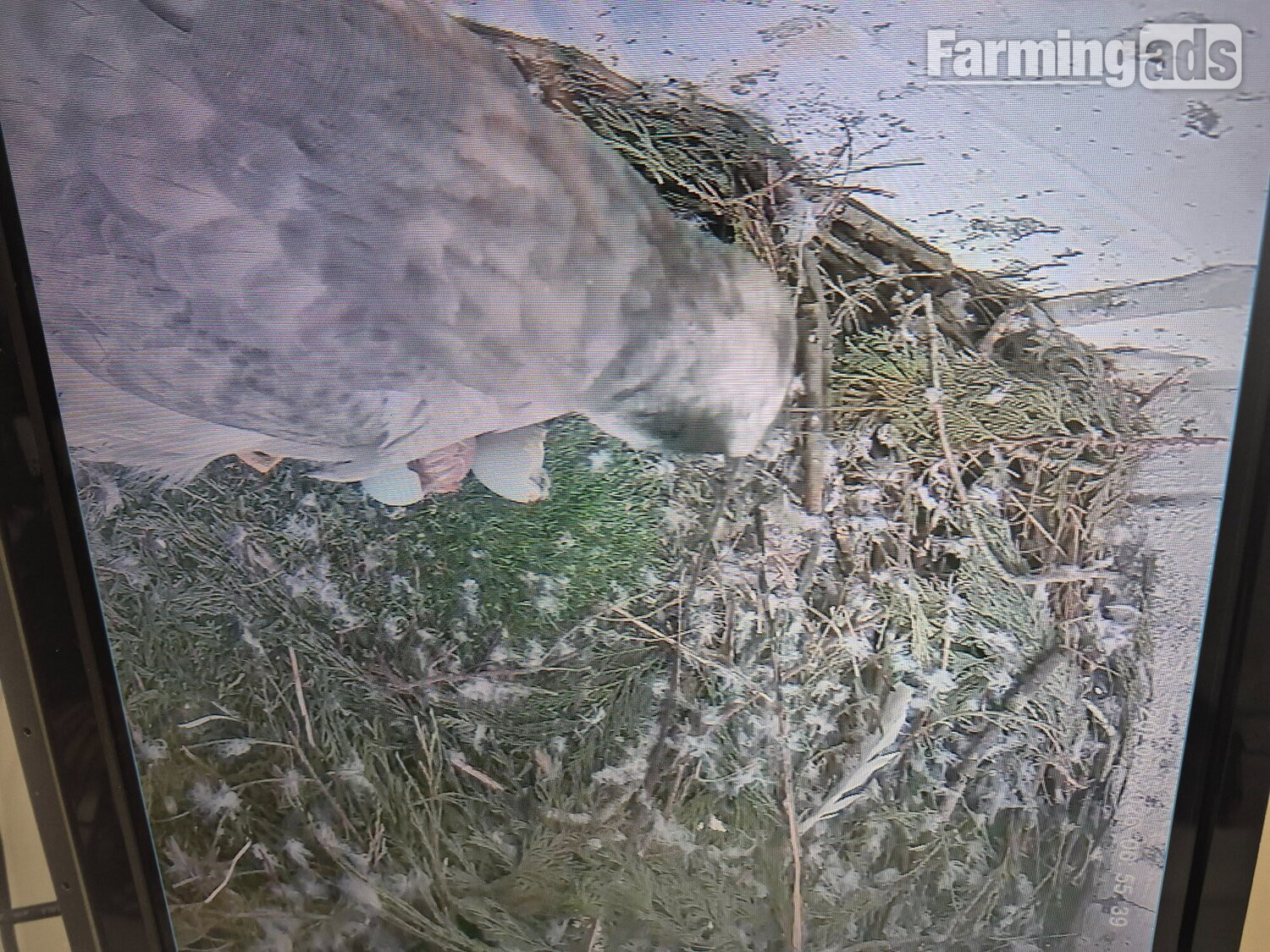 3 quarter albidus goshawk and 50x50 albidus chick's for sale ready early June  - {CATEGORY}