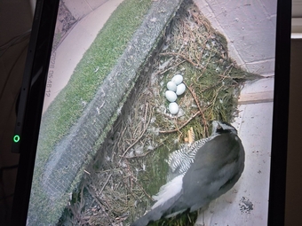 3 quarter albidus goshawk and 50x50 albidus chick's for sale ready early June 