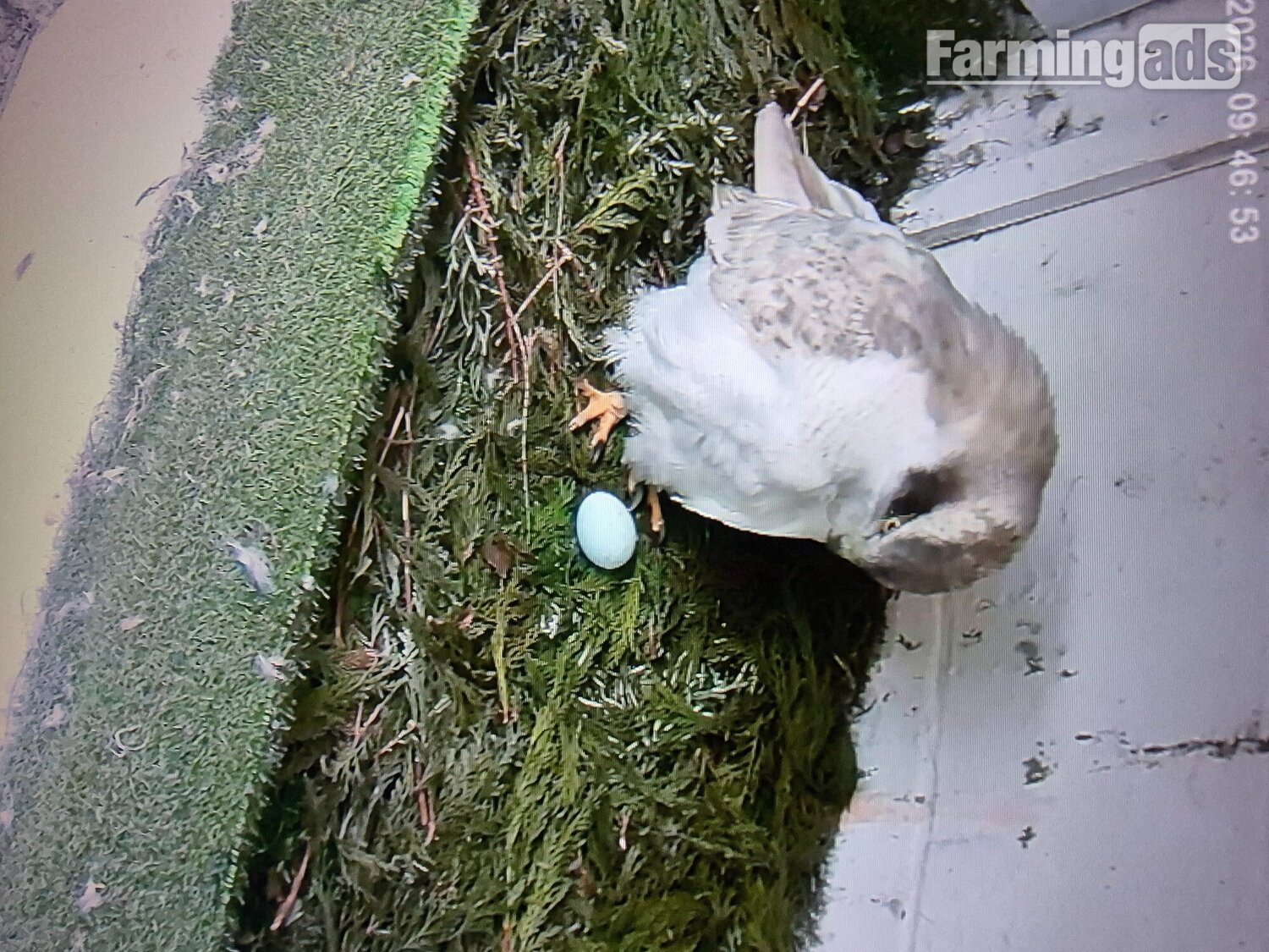 3 quarter albidus goshawk and 50x50 albidus chick's for sale ready early June  - {CATEGORY}
