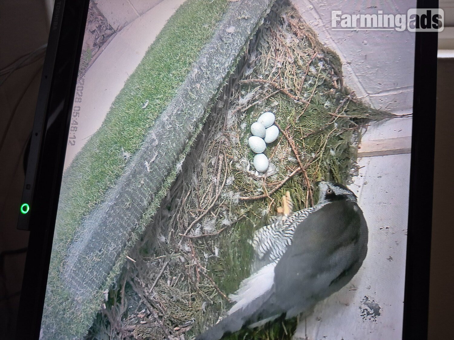 3 quarter albidus goshawk and 50x50 albidus chick's for sale ready early June  