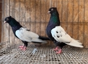 IMPORTED IRANIAN SINEH PIGEONS