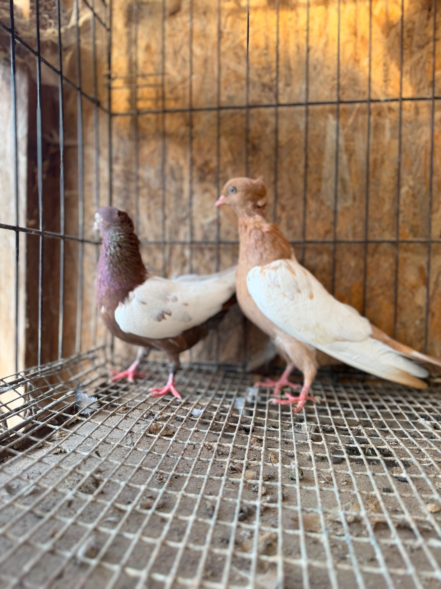 IMPORTED IRANIAN SINEH PIGEONS