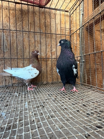 IMPORTED IRANIAN SINEH PIGEONS