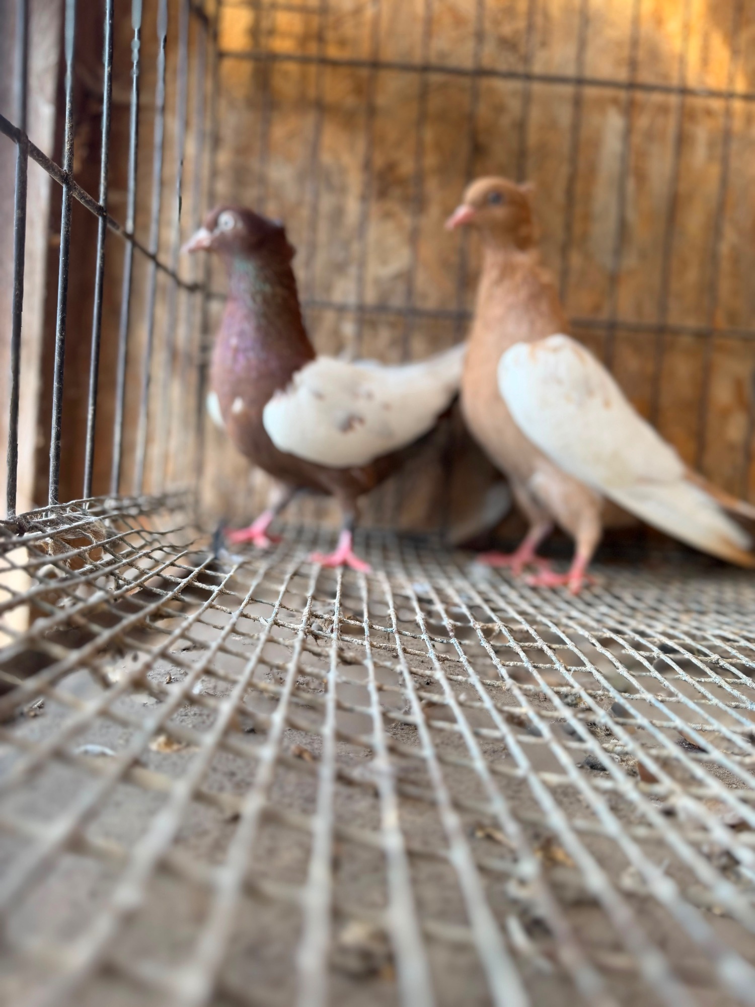  IMPORTED IRANIAN SINEH PIGEONS
