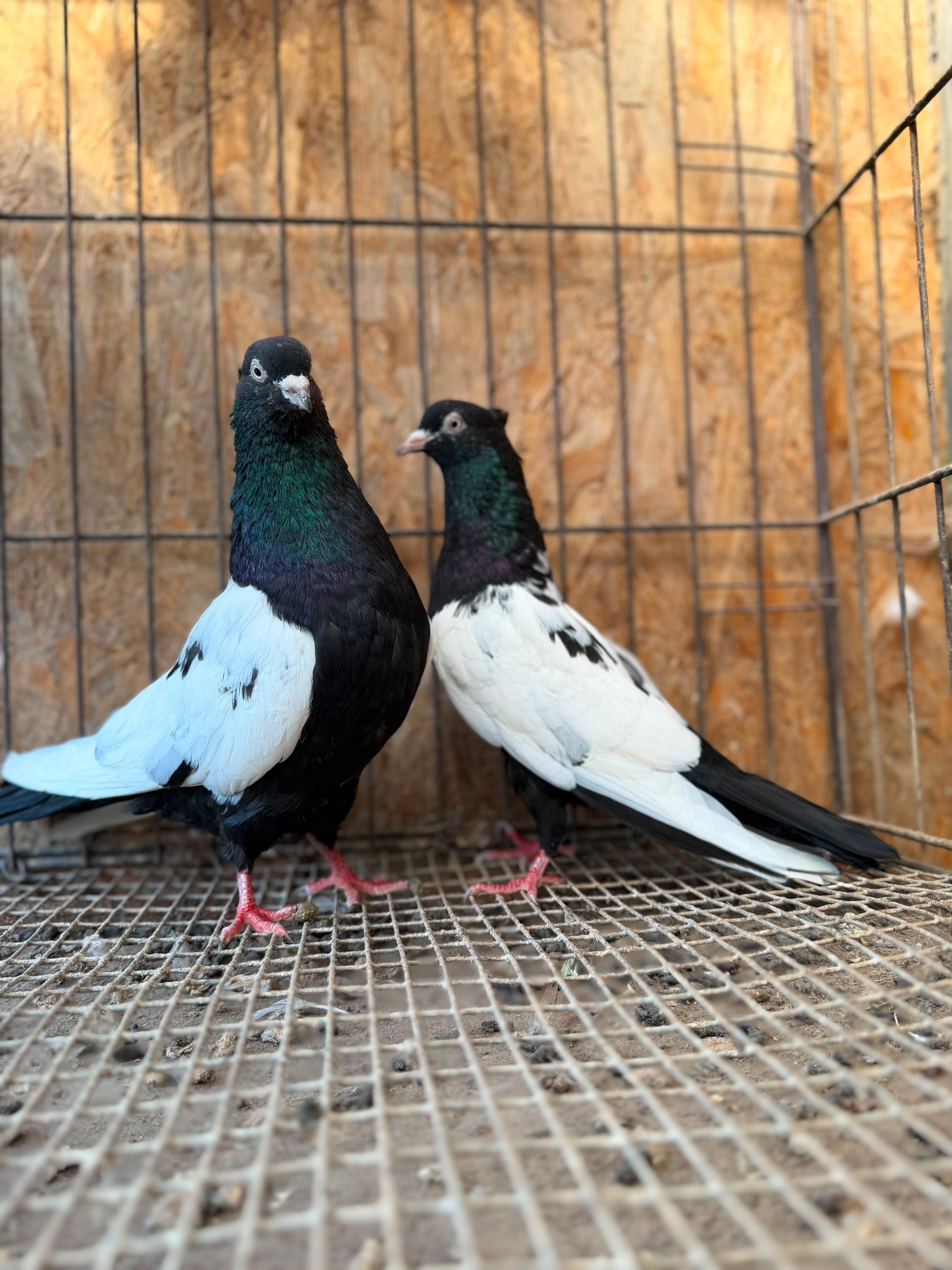 IMPORTED IRANIAN SINEH PIGEONS - {CATEGORY}