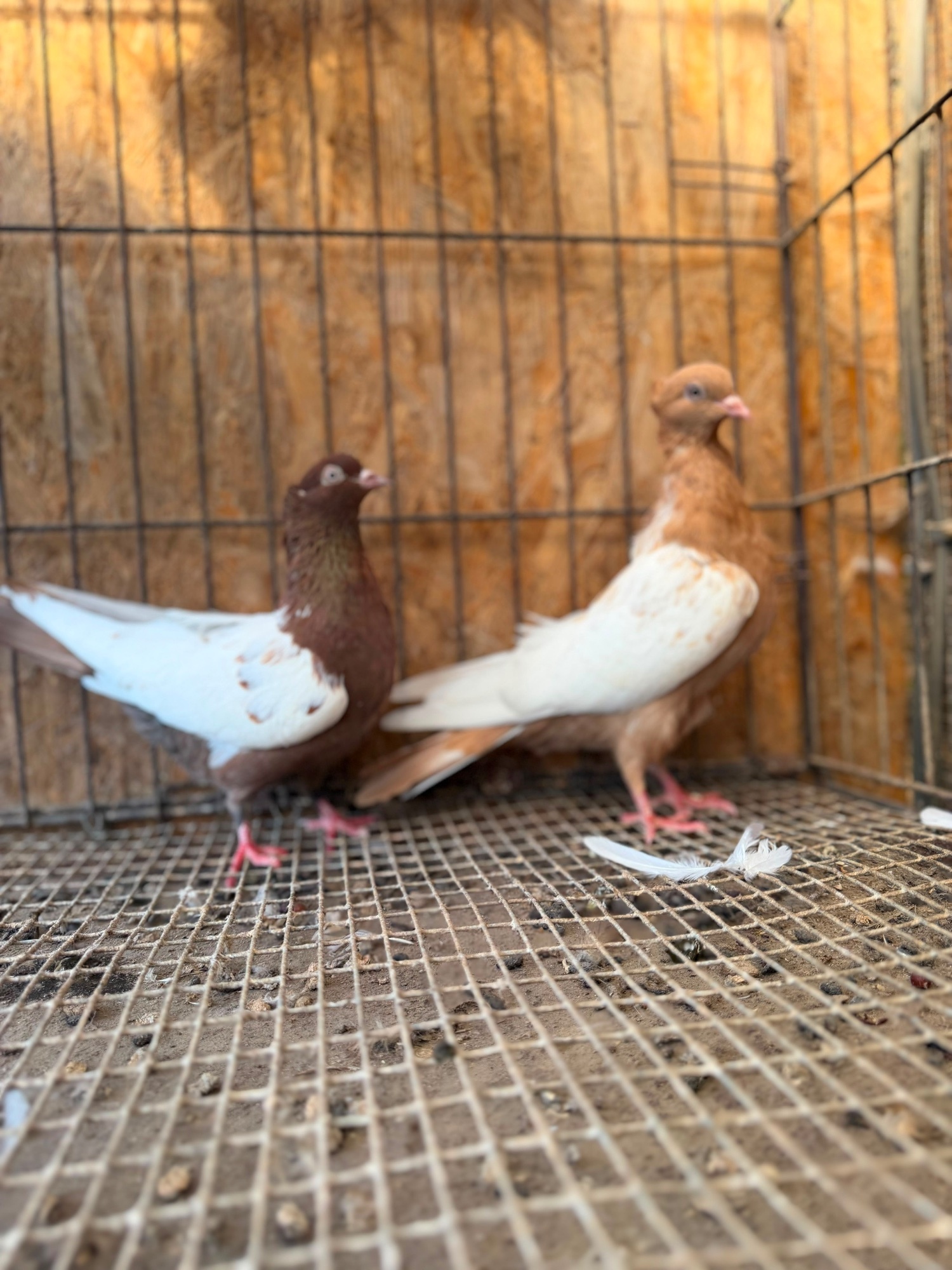IMPORTED IRANIAN SINEH PIGEONS - {CATEGORY}