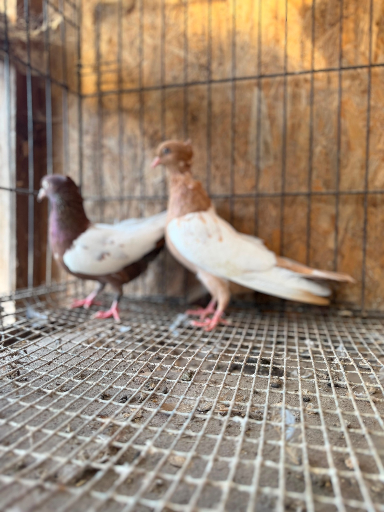 IMPORTED IRANIAN SINEH PIGEONS 
