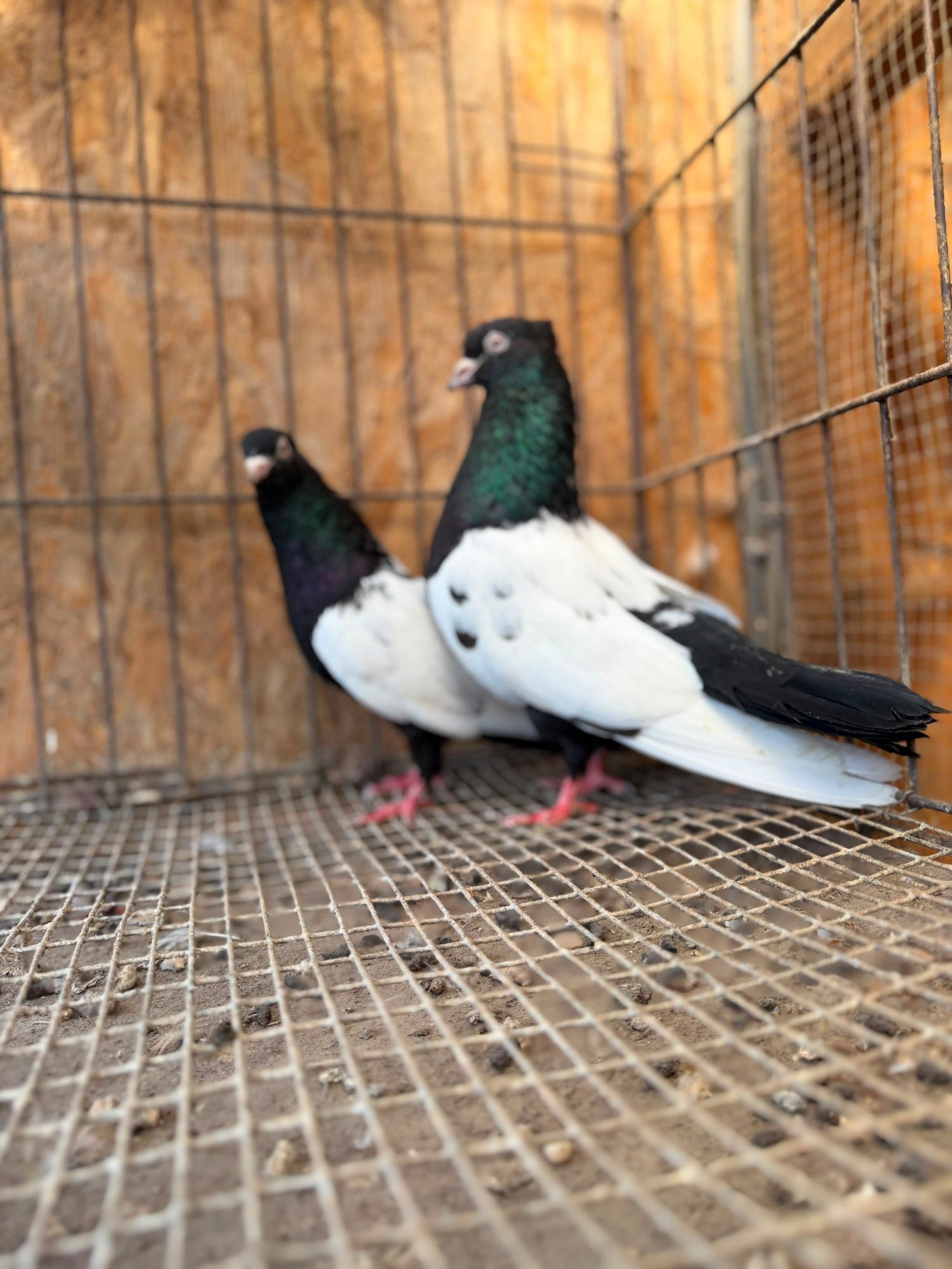{CATEGORY} - IMPORTED IRANIAN SINEH PIGEONS