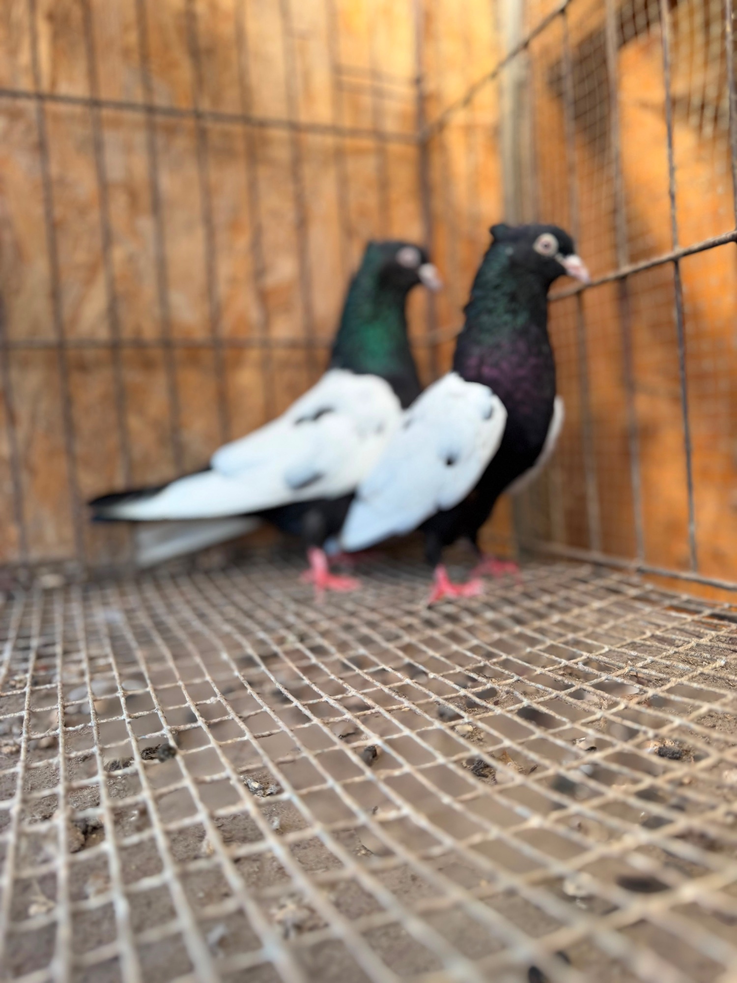{CATEGORY} - IMPORTED IRANIAN SINEH PIGEONS