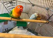 Beautiful Pair of Lovebirds- 2 Years Old, bonded pair, healthy  with cage.