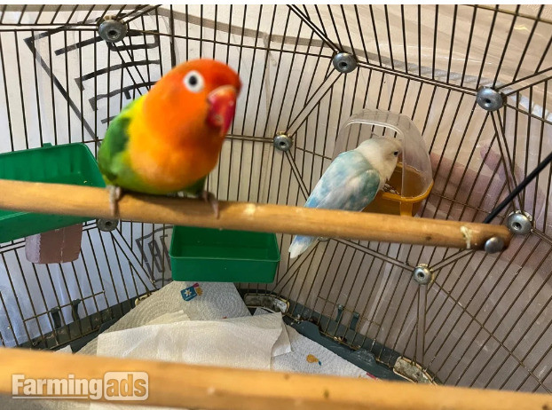 Beautiful Pair of Lovebirds- 2 Years Old, bonded pair, healthy  with cage.